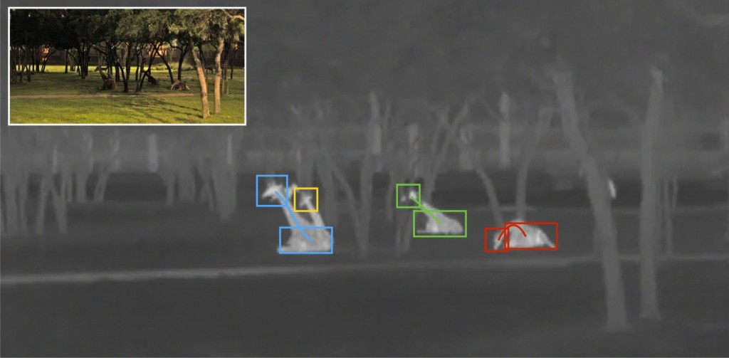 Monitoring Giraffe Behavior in Thermal Video-Image